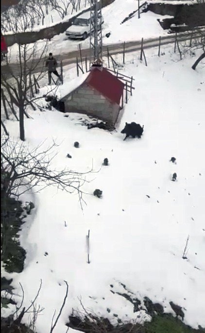 Domuzdan Kaçan Genç Kendini Otomobilin Üzerine Attı