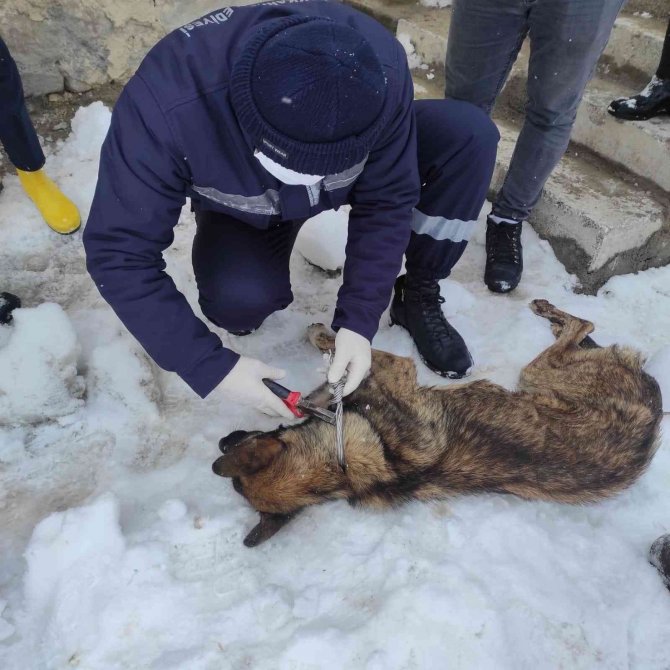 Elektrik Telleriyle Bağlanarak Ölüme Terk Edilen Köpekleri Belediye Ekipleri Kurtardı