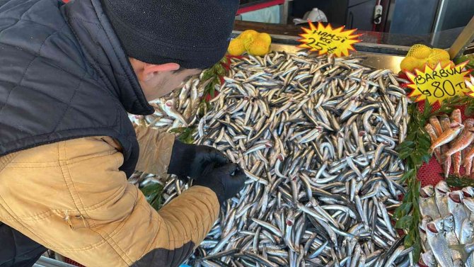 Deniz Soğudu, Balık Bollaştı