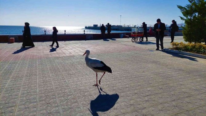 Bu Leylek Uçmayı Unuttu: Her Yere Yürüyerek Gidiyor
