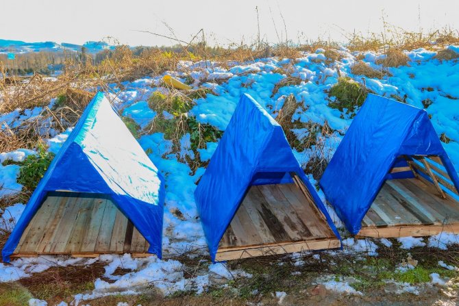 Ünye’de Sokak Hayvanlarına Sıcak Yuva