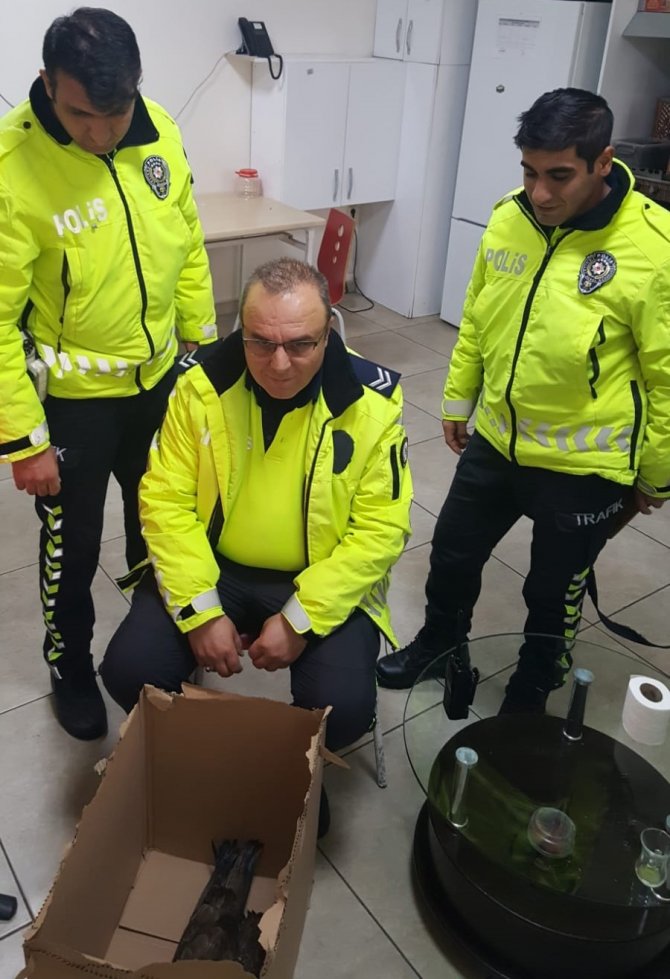 Polislerin Yaralı Bulduğu Kızıl Şahin Tedaviye Alındı