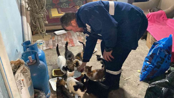 Kış Ayında Kapısını Kedilere Açtı