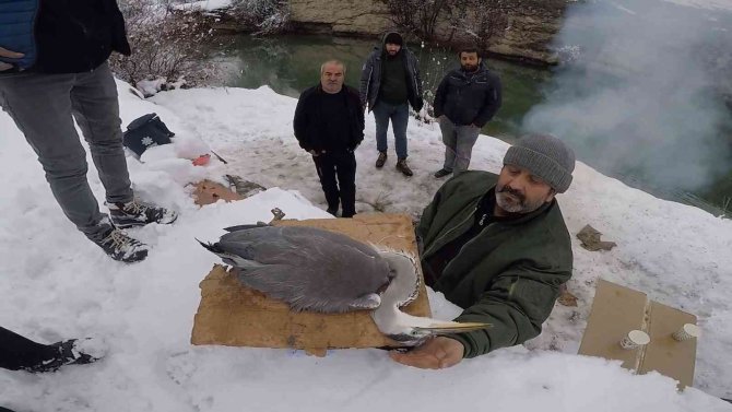 Balıkçıl Kuşun İmdadına Ekipler Yetişti