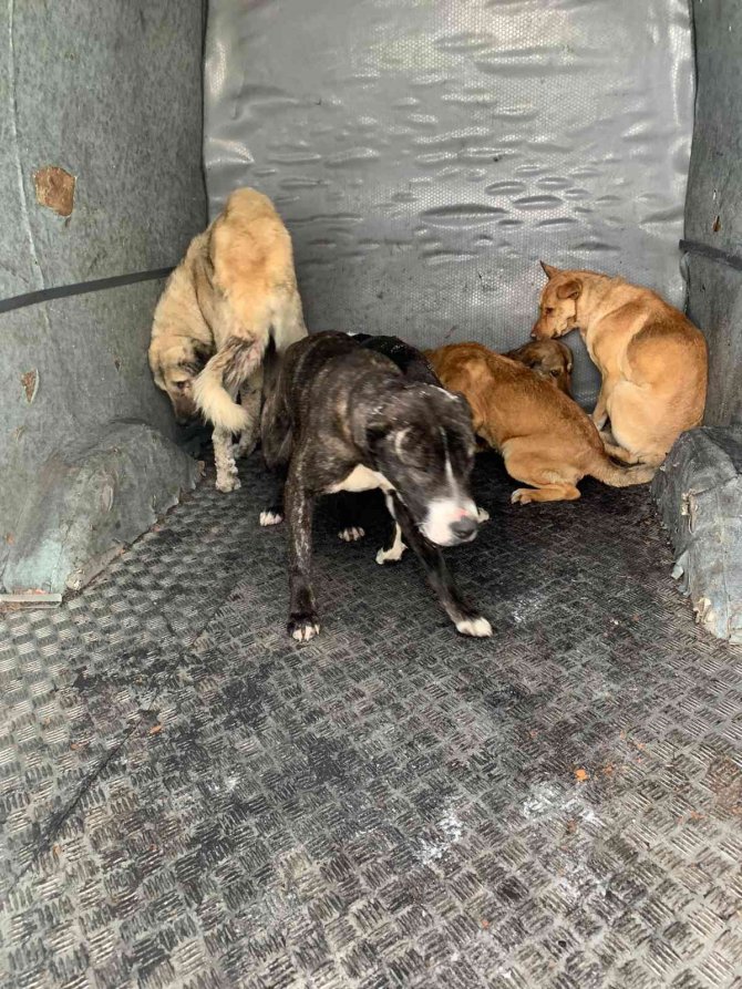 Sokak Köpeklerini Soğuk Havada Zehirleyip Ölüme Terk Ettiler