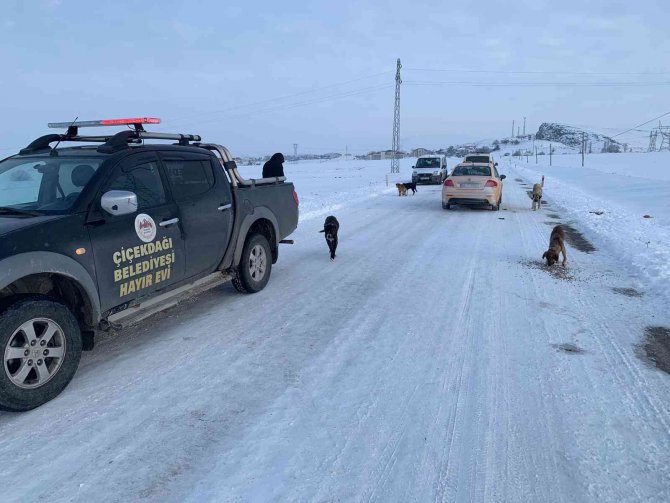 Sokak Köpeklerini Soğuk Havada Zehirleyip Ölüme Terk Ettiler