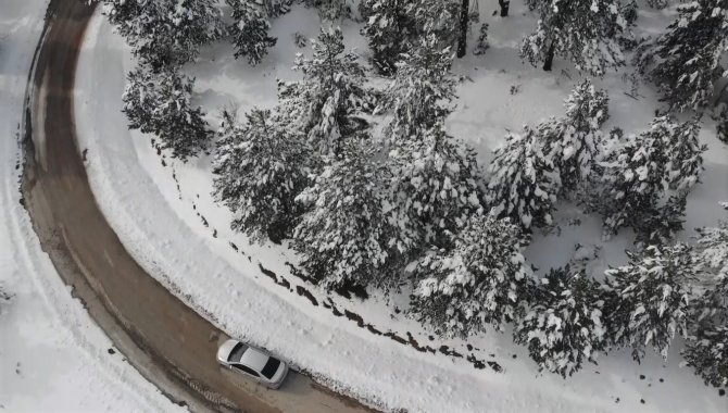 Kütahya’da Karlı Ve Buzlu Çam Ağaçları İlginç Görüntüler Oluşturdu