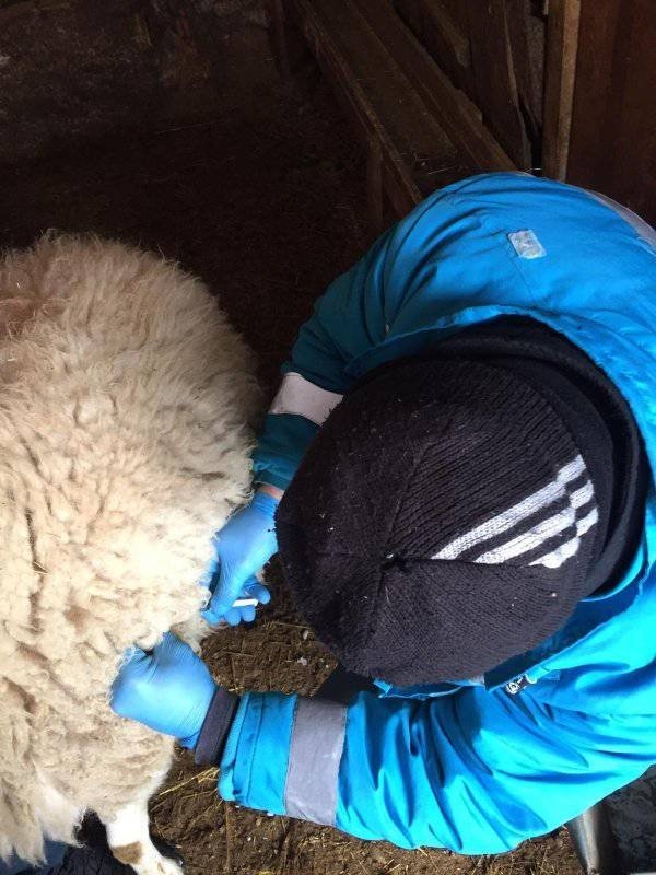 Kütahya’da Küçükbaş Hayvanlara Çiçek Aşısı