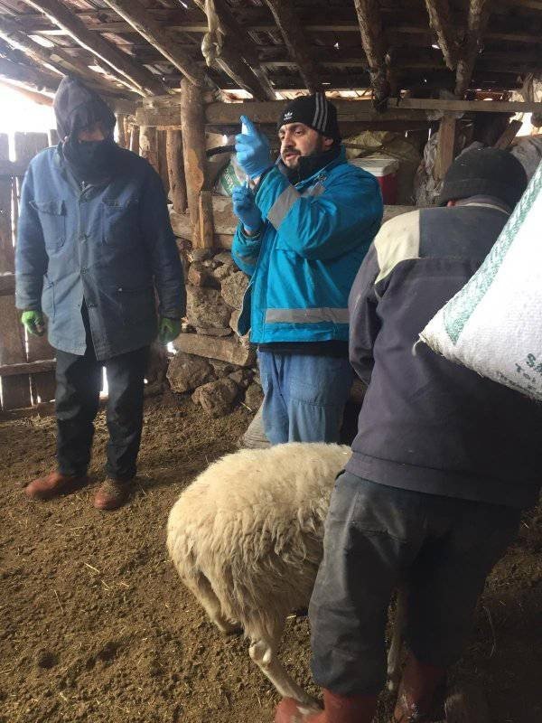 Kütahya’da Küçükbaş Hayvanlara Çiçek Aşısı