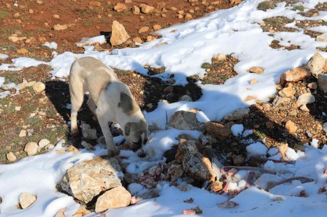 Toroslar Belediyesi Ekipleri, Karda Yiyecek Bulamayan Hayvanları Besledi