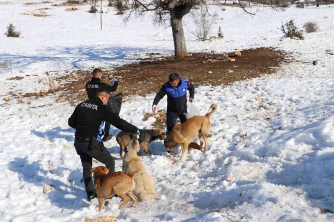 Toroslar Belediyesi Ekipleri, Karda Yiyecek Bulamayan Hayvanları Besledi