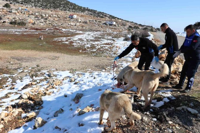 Toroslar Belediyesi Ekipleri, Karda Yiyecek Bulamayan Hayvanları Besledi