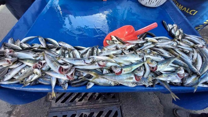 Tekirdağ’da İstavrit 20, Hamsi 25 Tl’ye Kadar Düştü