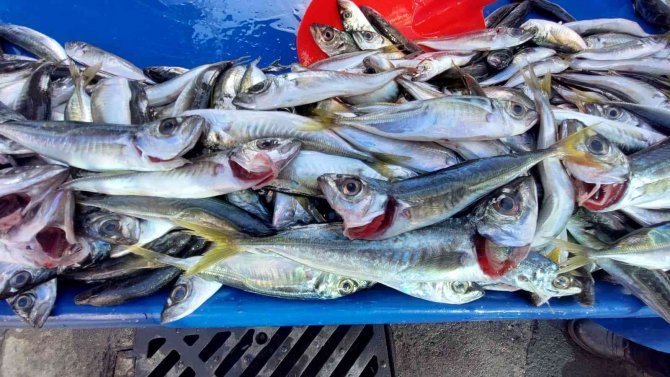 Tekirdağ’da İstavrit 20, Hamsi 25 Tl’ye Kadar Düştü