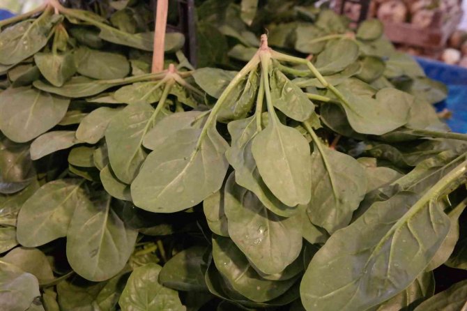 Olumsuz Hava Şartları Ispanak Fiyatlarını İkiye Katladı