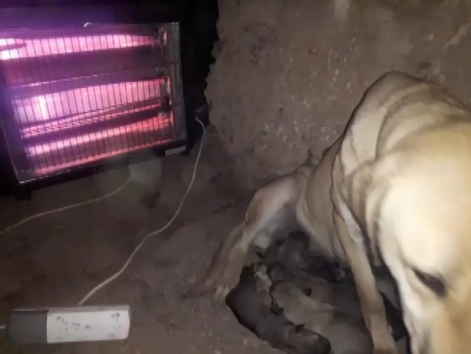 Doğum Yapan Anne Köpek Ve Yavruları İçin Elektrikli Soba Kurdu