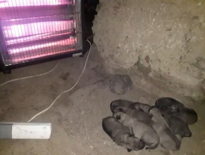 Doğum Yapan Anne Köpek Ve Yavruları İçin Elektrikli Soba Kurdu