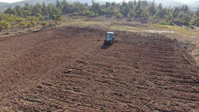 Yunusemre Lavanta Diyarı Oluyor