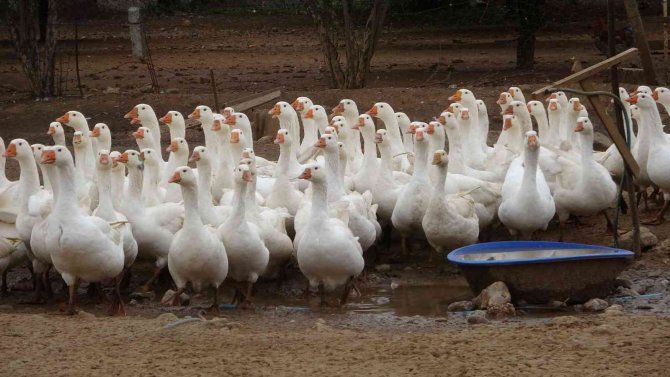 Kazın Başkenti Kars’a Kaz Satıyor