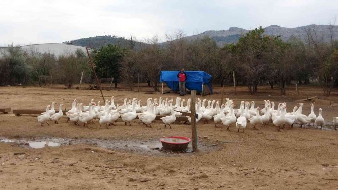 Kazın Başkenti Kars’a Kaz Satıyor