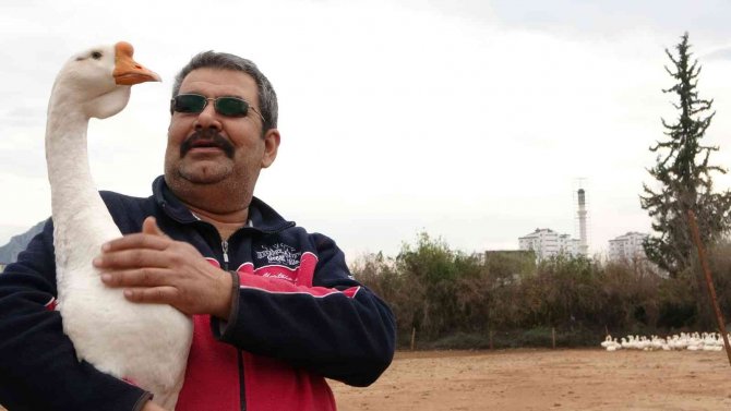 Kazın Başkenti Kars’a Kaz Satıyor