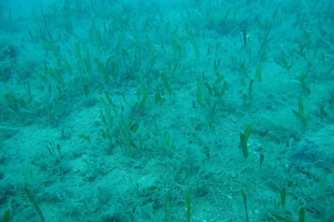 Antalya’da Deniz Suyu Soğudu, İstilacı Balık Türleri Kıyıyı Terk Ederek Derine Çekildi