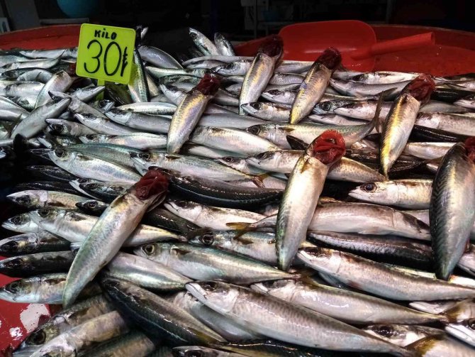 Bandırma Balıkhaline Hamsi Ve Kolyoz Akını