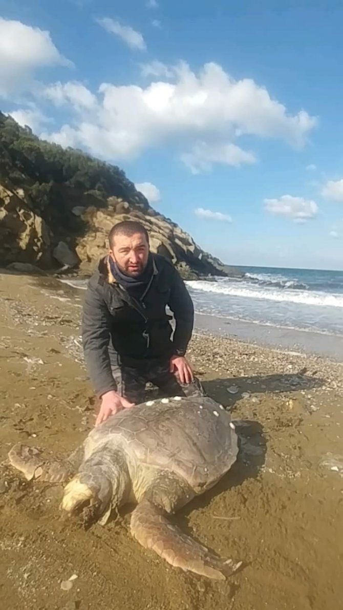 Kapıdağ Sahillerinde Ölü Caretta Caretta Bulundu