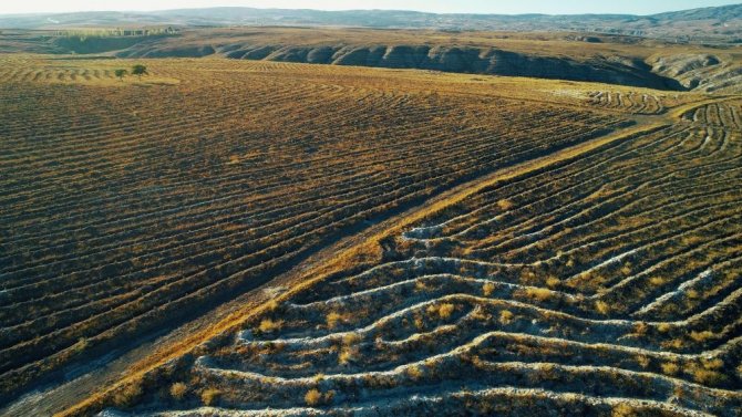 Çorum’da 500 Bin Fidan Toprakla Buluşturuldu