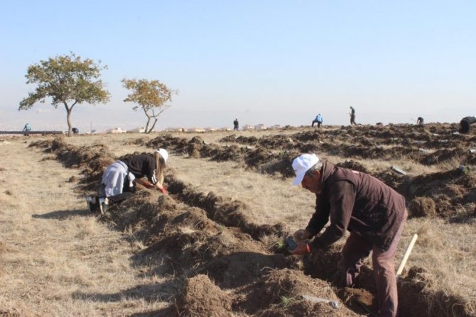 Çorum’da 500 Bin Fidan Toprakla Buluşturuldu