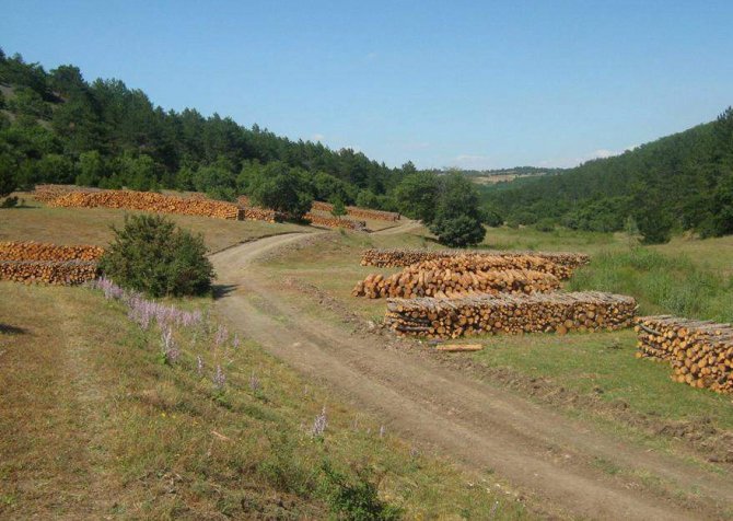 Çorum’da 500 Bin Fidan Toprakla Buluşturuldu