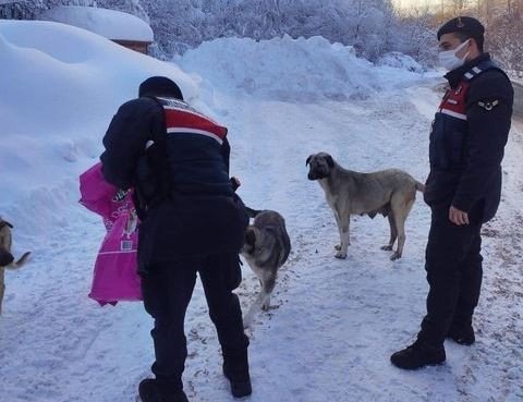 Domaniç’te Sokak Hayvanları İçin Yemleme Çalışması