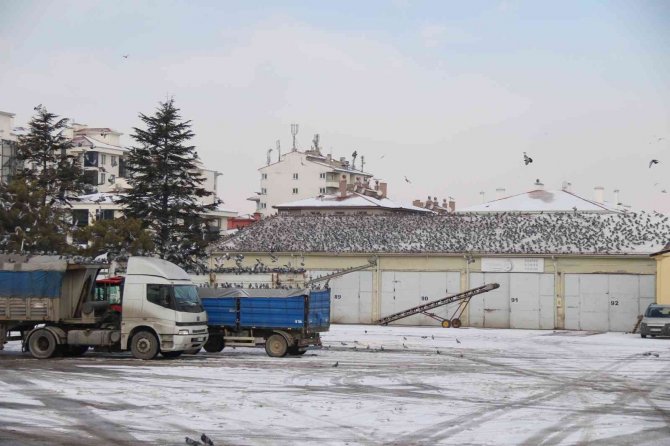 Soğukta Yiyecek Araya Güvercinler Ticaret Borsası’nda Adeta Nöbet Tutuyor
