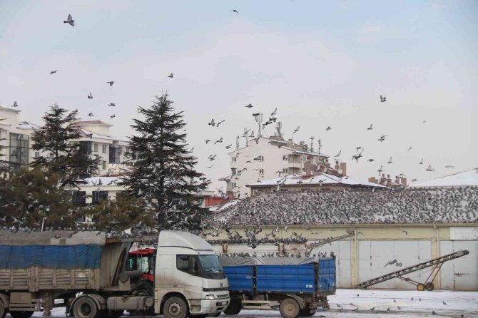 Soğukta Yiyecek Araya Güvercinler Ticaret Borsası’nda Adeta Nöbet Tutuyor