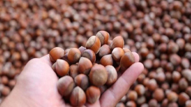 Ab Ülkelerine Düzce’den Fındık İhracatı Hız Kesmedi