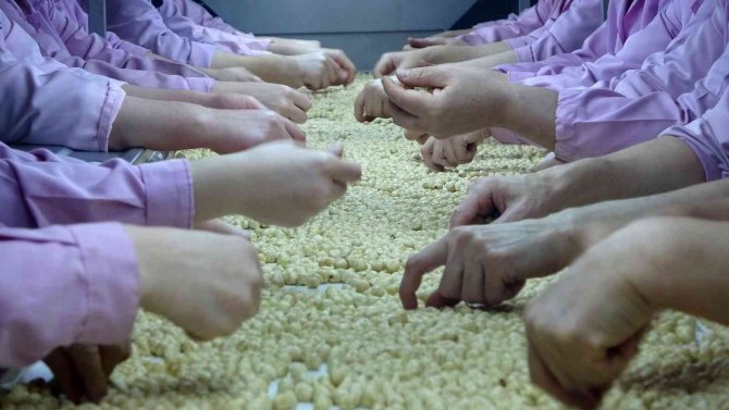 Ab Ülkelerine Düzce’den Fındık İhracatı Hız Kesmedi