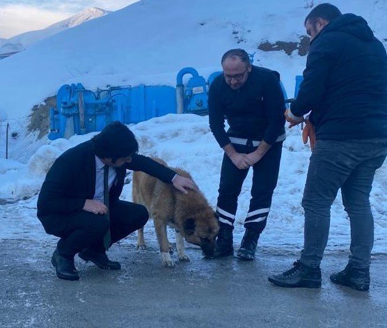 Vali Yardımcısı Kasımoğlu, Şiddet Gören İki Köpeği Sahiplendi