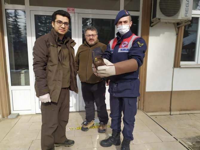 Yaralı Şahin Koruma Altına Alındı