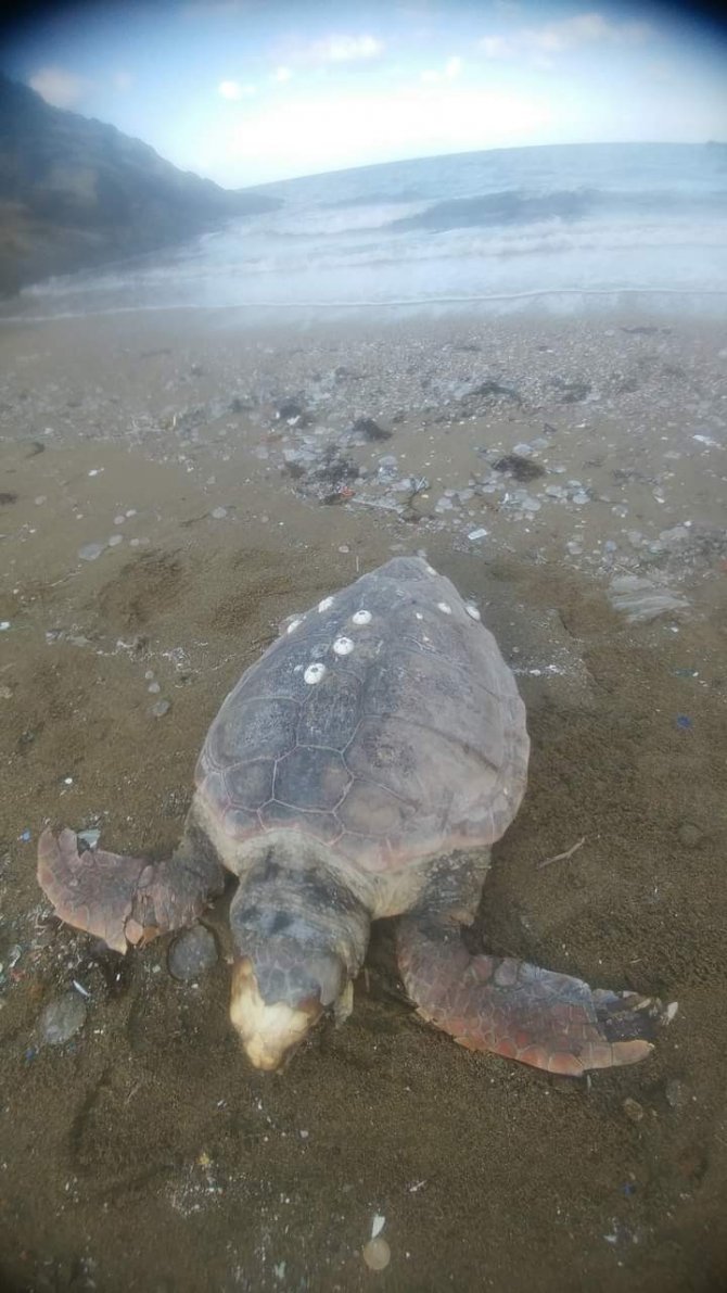 Kapıdağ Sahillerinde Ölü Caretta Caretta Bulundu