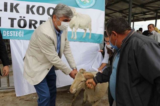 Manisalı Hayvan Üreticilerine Damızlık Koç Ve Teke Desteği