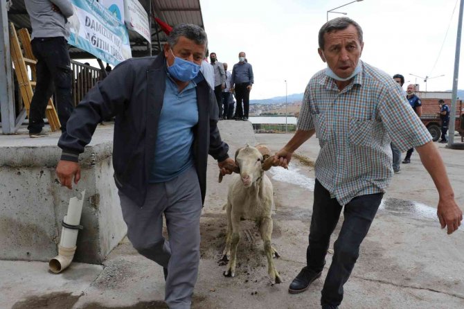 Manisalı Hayvan Üreticilerine Damızlık Koç Ve Teke Desteği