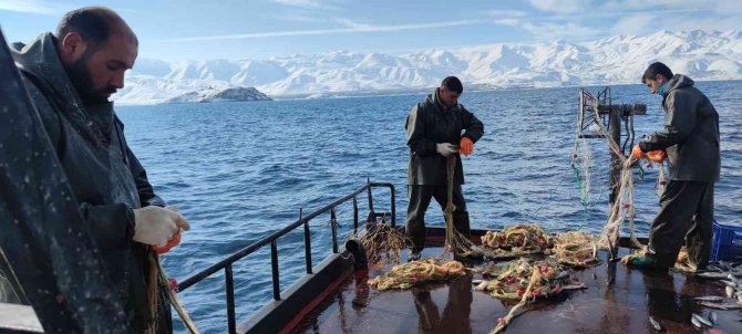 Üreme Döneminde Alınan Tedbirler İnci Kefalinin Çoğalmasını Sağladı