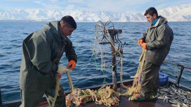 Üreme Döneminde Alınan Tedbirler İnci Kefalinin Çoğalmasını Sağladı
