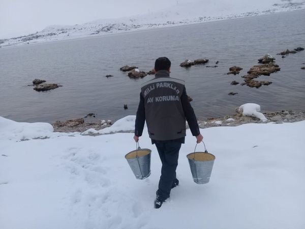 Van’da Yaban Hayvanlarına Yem Desteği