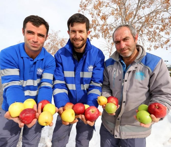 Aksaray’da Ağaçlar Meyvelendi