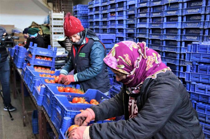 Antalya Hallerinde İşlem Gören Meyve Ocak Ayında Son 4 Yılın Ortalamasında