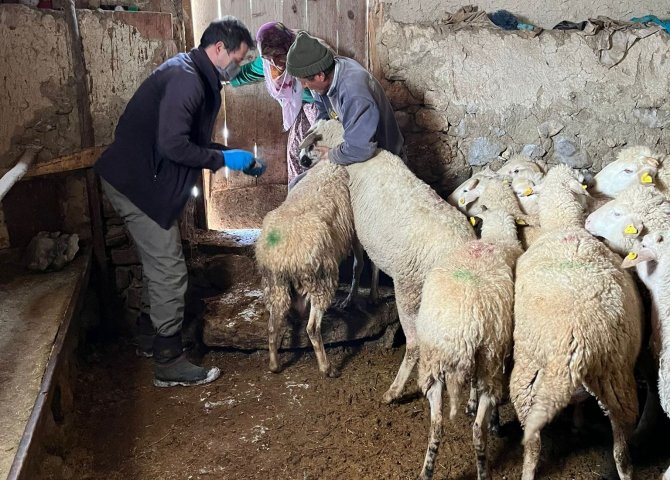 Aslanapa’da Çiçek Aşılaması Devam Ediyor