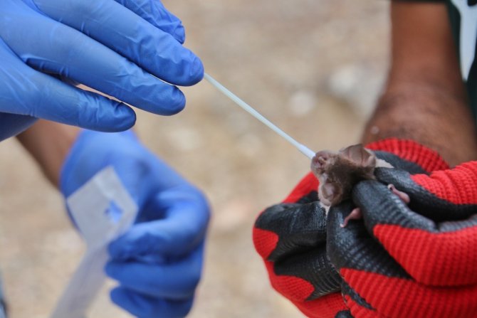 Doğanın Gizemli Türü Yarasaların Sırları Çakü’de Aydınlanıyor