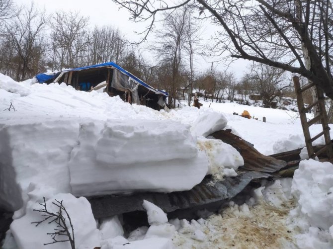 Devrek’te Ağıl Çöktü: 7 Hayvan Telef Oldu