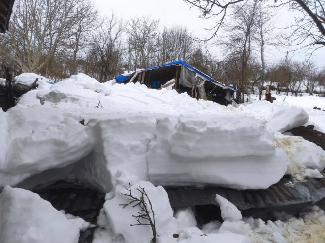 Devrek’te Ağıl Çöktü: 7 Hayvan Telef Oldu